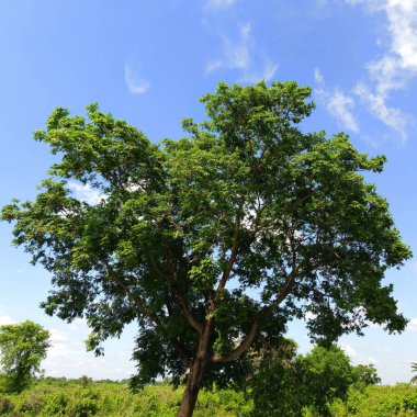 Açık mavi gökyüzünün altında yemyeşil yaprakları olan uzun bir ağaç.