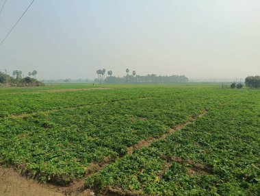 Kırsalda sisli bir gökyüzünün altında geniş yeşil bir alan.
