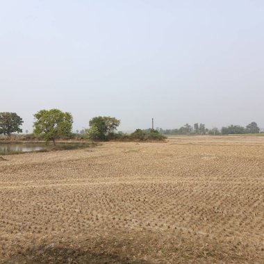 Bulanık bir gökyüzünün altında ağaçların olduğu kuru, açık bir alan..