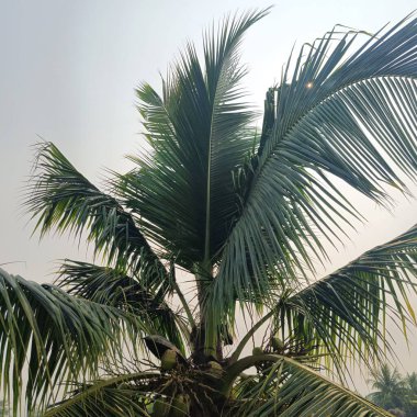 Hindistan cevizi palmiyesi Parlak bir gökyüzünün altında