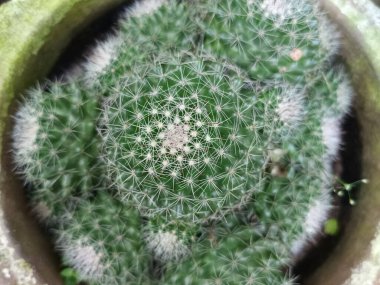 Küresel bir kaktüse yakın plan.