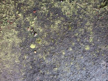 Yosun ve yosunların yıpranmış taş yüzeyine yakın çekim