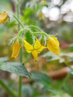 Canlı sarı domates çiçeklerinin yakın çekimi bir bitkinin üzerinde çiçek açıyor.