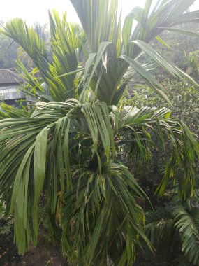Parlak güneş ışığı altında canlı bir palmiye ağacının yakın plan çekimi..