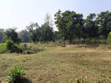 Otlak Çayırı ve Açık Gök Altındaki Ağaçlarla Orman Manzarası