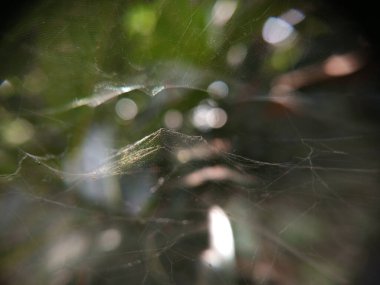 Bokeh ve güneş ışığıyla örümcekağı