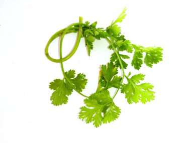 Beyaz Üzerine Taze Cilantro Sprig