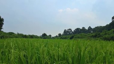 Beyaz bulutların ve mavi gökyüzünün altında yeşil pirinç tarlası