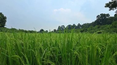 Beyaz bulutların ve mavi gökyüzünün altında yeşil pirinç tarlası