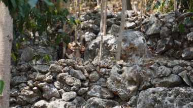 Gunung Kidul Yogyakarta 'daki karst arazisinde peyzaj ve peyzaj