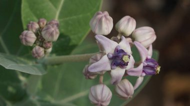 Gunung Kidul naipliği, Yogyakarta bölgesindeki tropikal yağmur ormanlarında bulunan tropik ağaçların mor çiçekleri, yeşil yaprakları ve meyve tohumları.