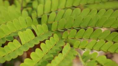 Endonezya 'daki tropikal yağmur ormanları çok fazla biyolojik çeşitliliğe sahiptir. Yıl boyunca her zaman yeşil olan ağaçların durumundan ve çok temiz su ve temiz havayla çok güzel bir doğadan..
