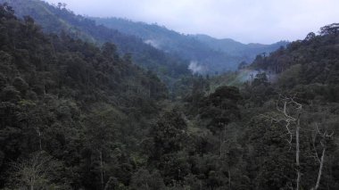 Bangka Belitung Takımadaları 'ndaki tropikal yağmur ormanları, bu orman Gunung Maras Ulusal Parkı' nda yer almaktadır..