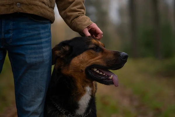 Adam ormanda bir köpek besliyor. Yüksek kaliteli fotoğraf, çoban köpeği. 