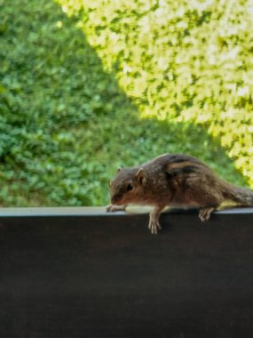 Yakın plan Hint palmiye sincabı ya da Hindistan 'da doğal ortamda beton duvarda oturan üç çizgili palmiye sincabı..