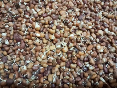 Fasulye filizi, Macrotyloma uniflorum, arka planda filizlenmiş fasulye..