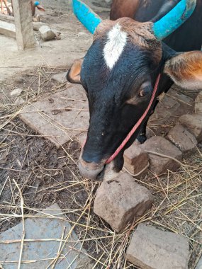 Çiftlikte yemek yiyen bir inek ve sadece ineğin kafası alınır..