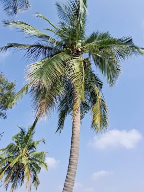 Köyde hindistan cevizi ağacı.