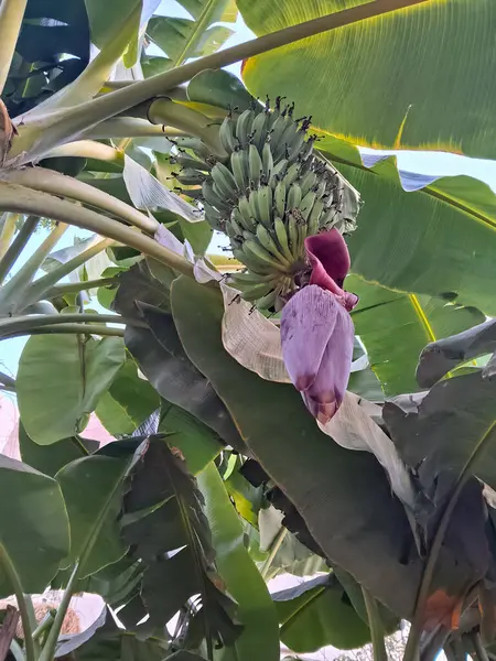 Banana flower and green banana hanging on banana tree.