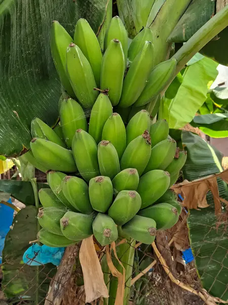 This is a banana tree. There are beautiful green bananas on the tree.
