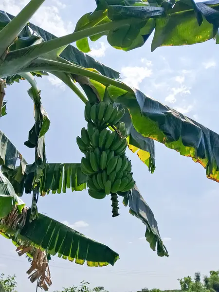 This is a banana tree. There are beautiful green bananas on the tree.