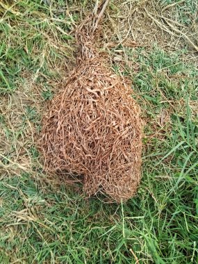 Kahverengi dokumacı kuş tarlada yuva yapar..