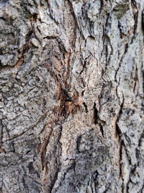 Büyük siyah (Camponotus japonicus) karınca yakın çekim.