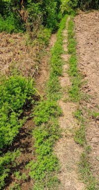 Toprak ve çimen sınır yolu dokusu. Yaya yoluna uzanan yeşil çimenler. Bahçedeki patika otların arasında.