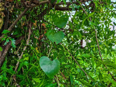 Tinospora crispa (HEART-LEAVED MOONSEED) ; a climbing shrub, long stems, rounded, aerial roots from its stems. Has a general distribution buttons on vine, dense and very clear. Heart shape leaf. clipart