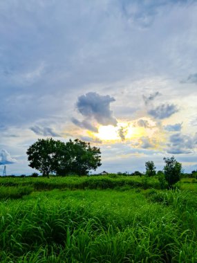 Mavi gökyüzünde günbatımı güneşinin altında yeşil çimen tarlası. Arka planda tarla ormanı..