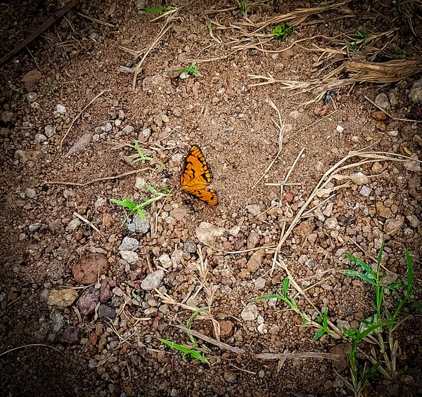 stock image Serene Butterfly in its Natural Habitat: A Glimpse of Nature's Beauty