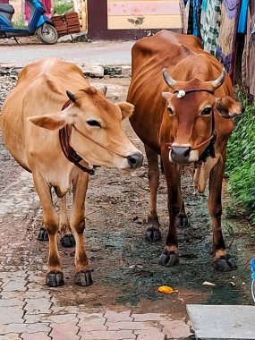 Two Brown Cows Standing Together in a Rural Village road. clipart