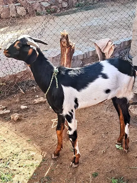 stock image A side view of black and white goat on a farm.