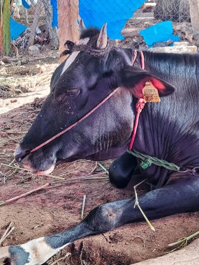 Siyah bir inek yerde dinleniyor..