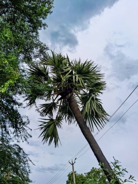 Mavi gökyüzü arka planında palmiye ağacı.