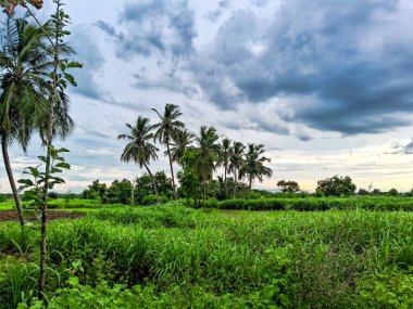 Arka planda bir sürü hindistan cevizi ağacı ve ormandaki ön planda kısa yeşil çimenler var. Mavi gökyüzü ile hindistan cevizi ağacı arkaplanı.