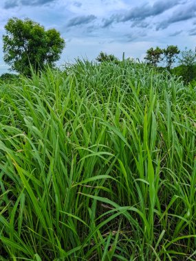 Pennisetum purpureum veya fil otu.