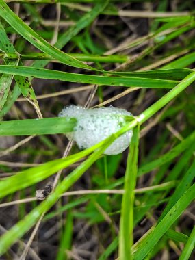 Cuckoo spit, caused by froghopper nymphs (Philaenus spumarius) Egg sack of tree frog hanging on green grass stem. clipart