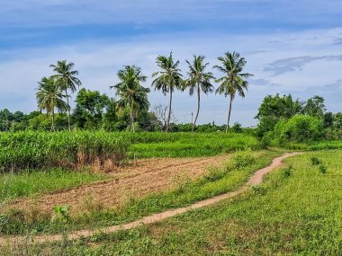 Hindistan cevizi çiftliği ve toprak yol .