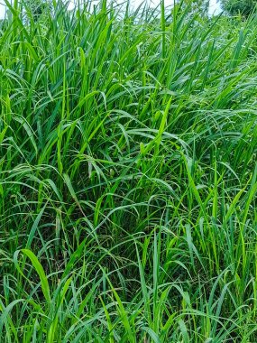 Napier Çimeni veya Fil Çimi (Pennisetum purpureum) inek beslemek için.