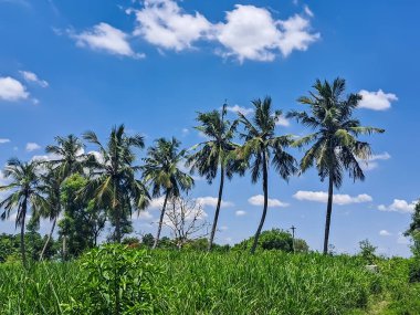 Mavi gökyüzünde bir sürü hindistan cevizi ağacı olan otlar. 
