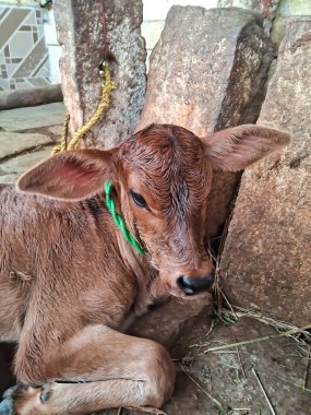 İnek kahverengisi yeni doğmuş. Yerde yatan küçük açık kahverengi buzağı.