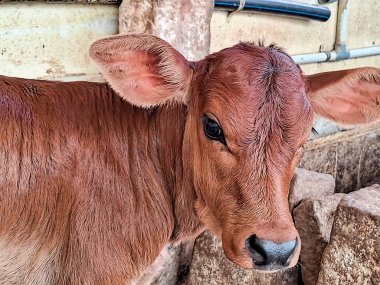 Güzel formalı buzağı, süt çiftliğinde genç kahverengi buzağı. Yeni doğmuş bir inek yavrusudur..