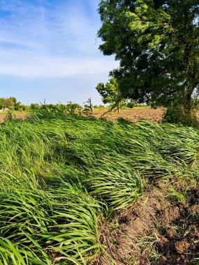 Napier Çimeni veya Fil Çimi (Pennisetum purpureum) inek beslemek için