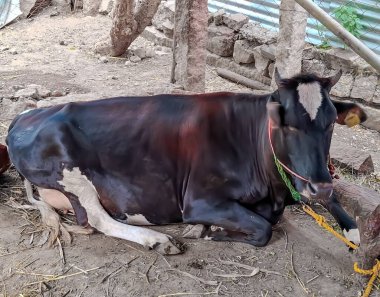 Siyah ve beyaz sığırlar yerde dinleniyor.