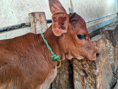 Süt çiftliğindeki genç kahverengi ve kırmızı buzağı. Yeni doğmuş bir inek yavrusu yan görüşte bir buzağıdır..