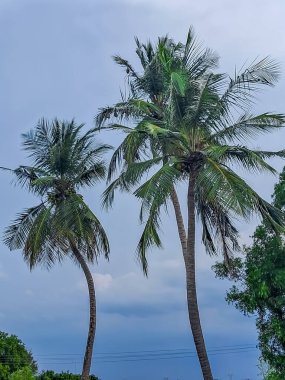 Hindistan cevizi ağaçları ve mavi gökyüzü, tropikal manzara.
