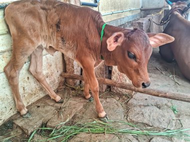 Ayakta duran bir buzağı sürüsü. Çiftlikte duran genç kahverengi bir buzağı. Küçük şirin bir inek yavrusu.