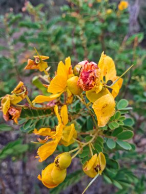 Senna auriculata flower closeup background. clipart