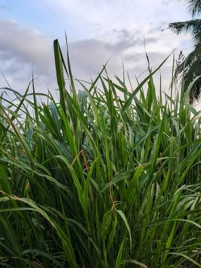 Yakın plan fil otu (Cenchrus purpureus) genellikle sığır ve keçi gibi hayvanlara yem olarak kullanılan büyük ve besleyici bir ottur..